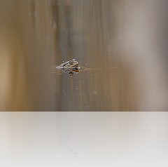 Anfibi_013