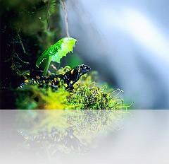 Anfibi_015
