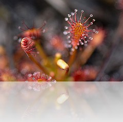 Drosera_002