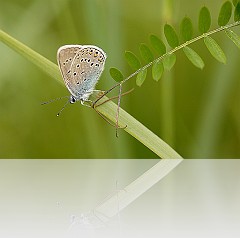 Farfalla_001