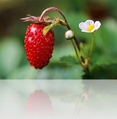 Fragola_001
