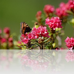 Insetti_004