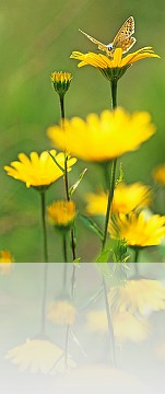 Insetti_008
