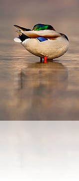 Port_23