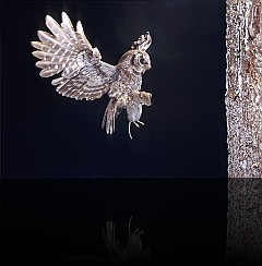 Bird_002