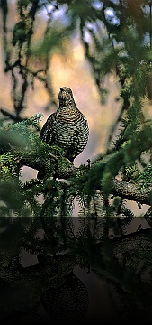 Bird_003