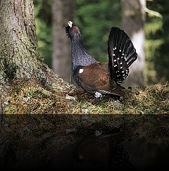 Bird_004