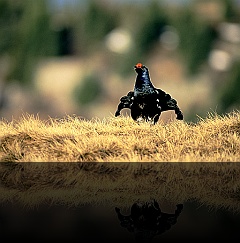 Bird_007