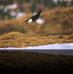 Bird_009