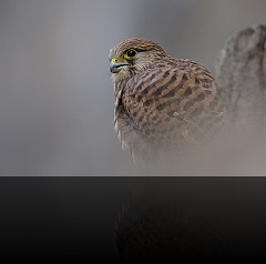 Bird_011