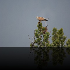Bird_012