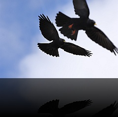 Bird_013