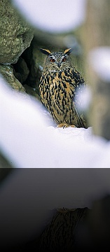 Bird_015