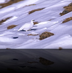 Bird_020