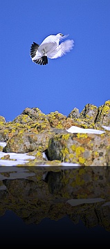 Bird_022