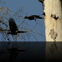 Bird_024