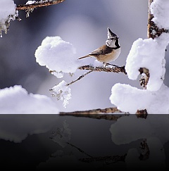 Bird_026