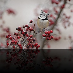 Bird_027