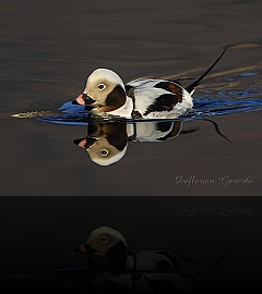 Bird_028