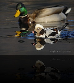 Bird_029