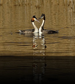 Bird_030