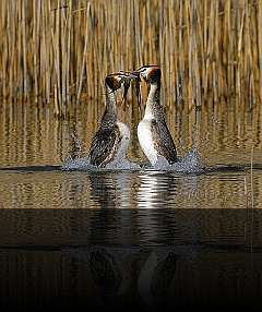 Bird_032