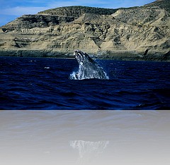 PATAGONIA02