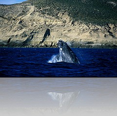 PATAGONIA06