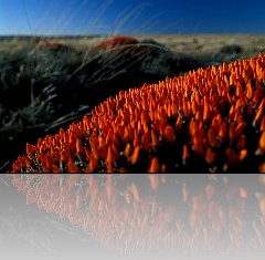 PATAGONIA07