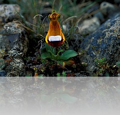 PATAGONIA13