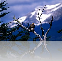 PATAGONIA19