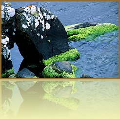 Sco_45