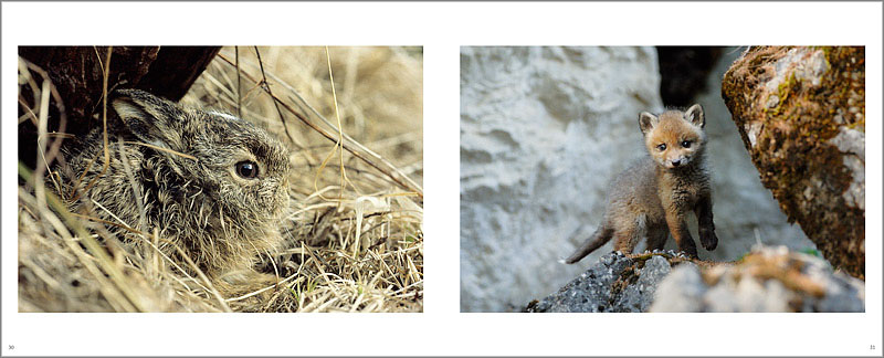 Libro caccia fotografica e fotografia naturalistica