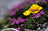 Fotografia naturalistica, galleria fotografica Fiori, macro