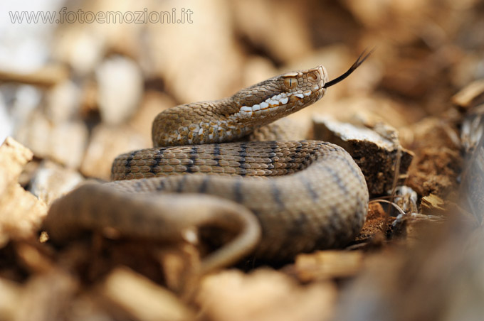fotografia macro di Vipera Comune (Vipera Aspis) fotografata in valle di fimme, parco naturale di paneveggio trentino