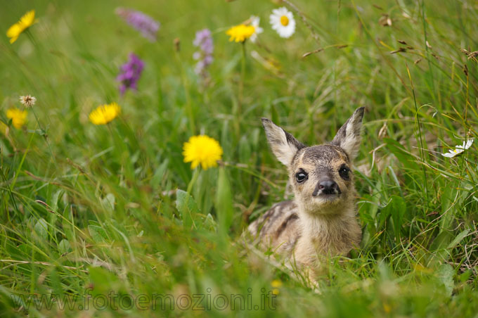 piccolo di Capriolo(Capreolus capreolus), bamby appena nato in prato fiorito