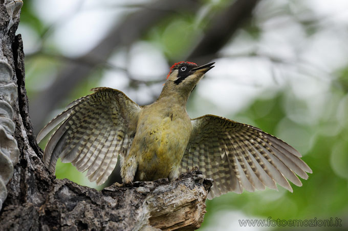 fotografia Picchio Verde (Picus viridis), atteggiamento di difesa, foto fatta in Valle di fiemme