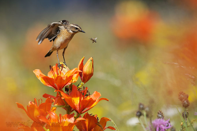 Foto dal Forum Fotoemozioni.it Stiaccino (Saxicola rubetra)