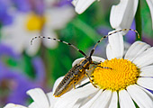 macrofotografia di Agapanthia villosaviridescens, insetto dei prati