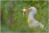 caccia fotografica di un Airone Guardabuoi (Bubulcus ibis) che preda una rana