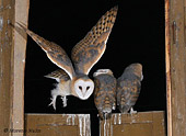 Barbagianni al nido (Tyto alba) in volo, foto effettuata in natura