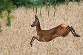 fotografia naturalistica di capriolo femmina Capreolus capreolus in salto