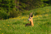 fotografia naturalistica di caprio nel prato che mangia teneri germogli