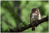 civetta nana (Glaucidium passerinum) piccolo strigide rapace notturno fotografato in trentino, valle di fiemme