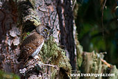 civetta nana (Glaucidium passerinum) piccolo strigide rapace notturno fotografato in trentino, valle di fiemme