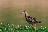 foto uccello Combattente (Philomachus pugnax)