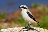 fotografia naturalistica Culbianco (Oenanthe oenanthe)