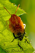 Dolycoris baccarum durante la muta macrofotografica foto di Franco Dezulian