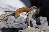 Ermellino abito estivo caccia arvicola delle nevi (Mustela erminea vs Chionomys nivalis)