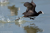 ripresa naturalistica di una Folaga (Fulcia atra) in corsa sull'acqua